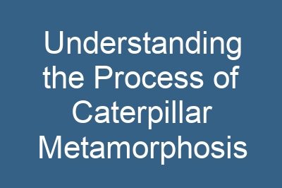 Understanding the Process of Caterpillar Metamorphosis