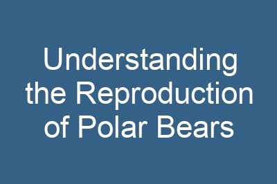 Understanding the Reproduction of Polar Bears