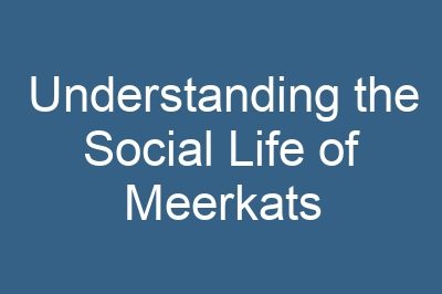 Understanding the Social Life of Meerkats
