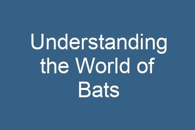 Understanding the World of Bats