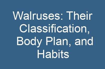 Walruses: Their Classification, Body Plan, and Habits