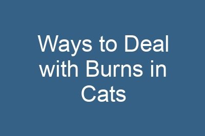 Ways to Deal with Burns in Cats