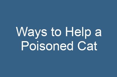 Ways to Help a Poisoned Cat