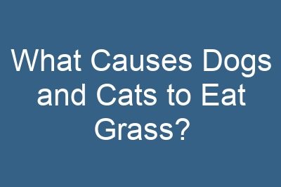 What Causes Dogs and Cats to Eat Grass?