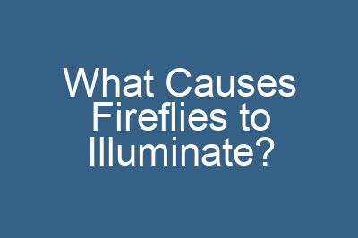 What Causes Fireflies to Illuminate?