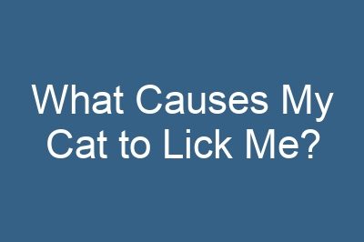 What Causes My Cat to Lick Me?