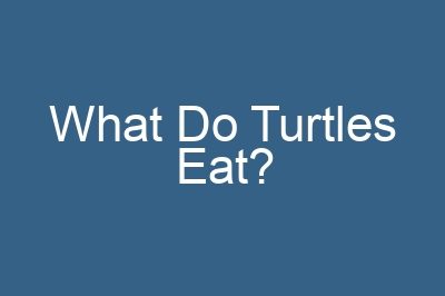 What Do Turtles Eat?