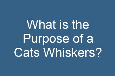 What is the Purpose of a Cats Whiskers?