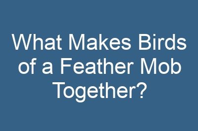 What Makes Birds of a Feather Mob Together?