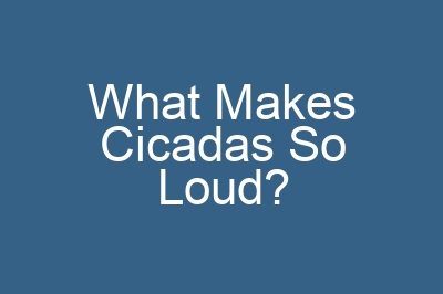 What Makes Cicadas So Loud?