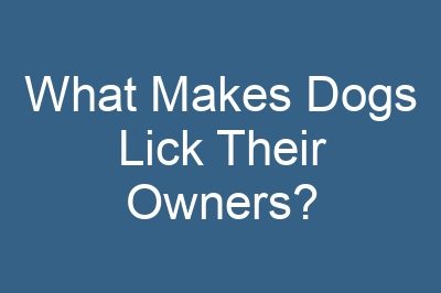 What Makes Dogs Lick Their Owners?