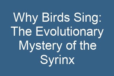 Why Birds Sing: The Evolutionary Mystery of the Syrinx