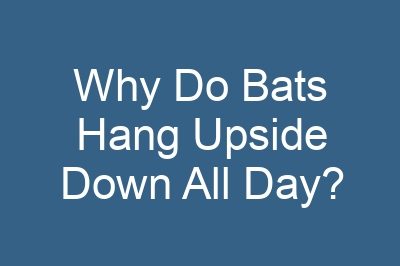 Why Do Bats Hang Upside Down All Day?