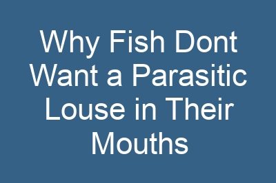 Why Fish Dont Want a Parasitic Louse in Their Mouths