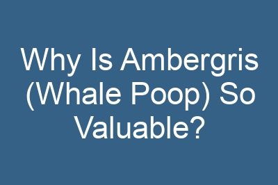 Why Is Ambergris (Whale Poop) So Valuable?