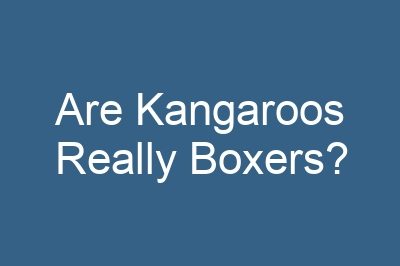 Are Kangaroos Really Boxers?