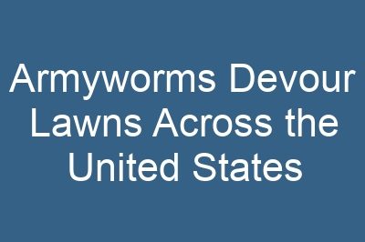 Armyworms Devour Lawns Across the United States