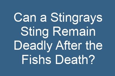 Can a Stingrays Sting Remain Deadly After the Fishs Death?