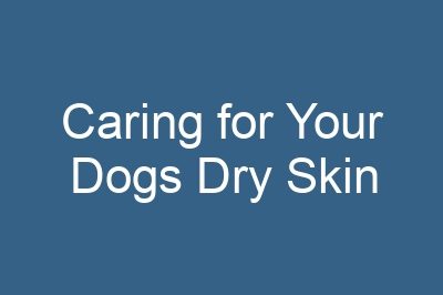 Caring for Your Dogs Dry Skin