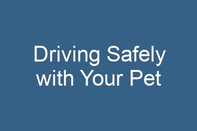 Driving Safely with Your Pet