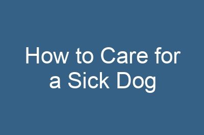 How to Care for a Sick Dog