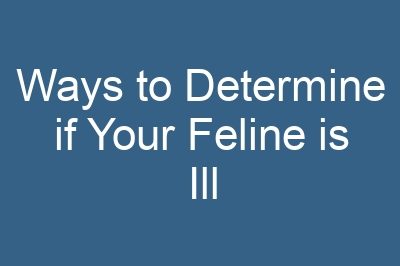 Ways to Determine if Your Feline is Ill