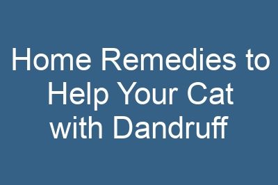 Home Remedies to Help Your Cat with Dandruff