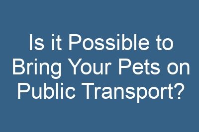 Is it Possible to Bring Your Pets on Public Transport?