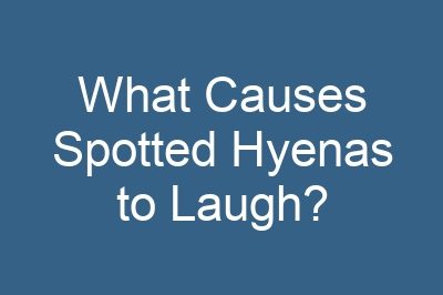 What Causes Spotted Hyenas to Laugh?