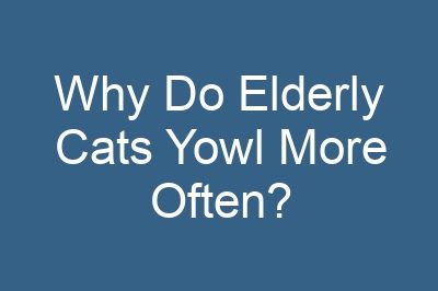 Why Do Elderly Cats Yowl More Often?